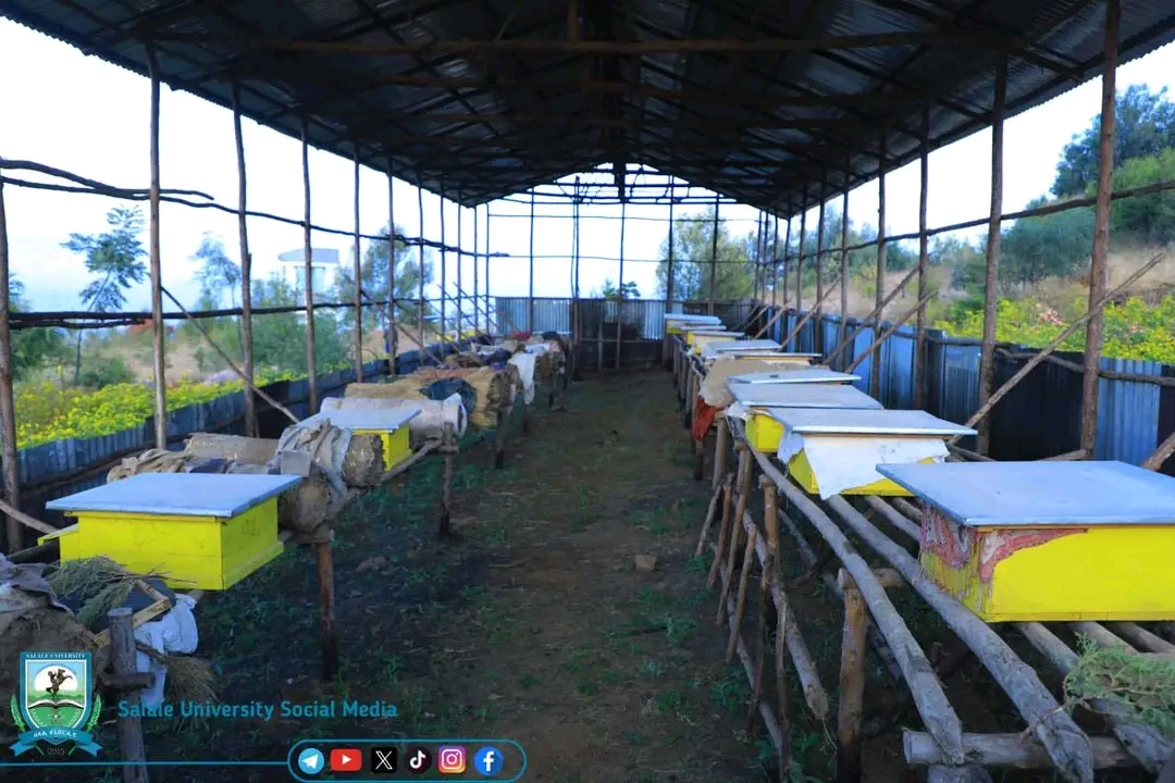 Yuunivarsiitiin Salaalee oomishni dammaa sadarkaa isaa eeggate akka babal’atuuf  hojjechaa Jira.*******